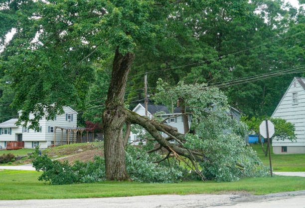 Best Tree Disease Treatment  in Budd Lake, NJ