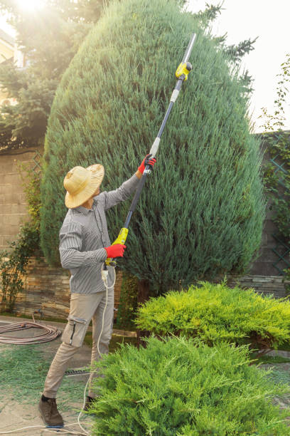 Best Tree Preservation Services  in Budd Lake, NJ