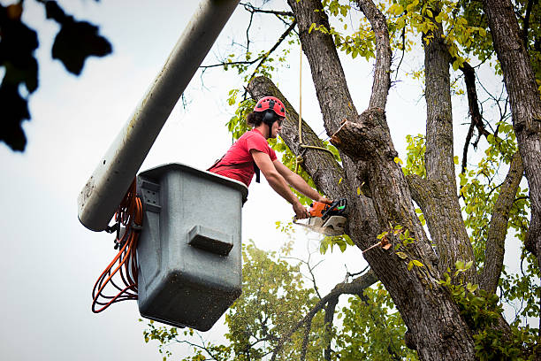 Best Fruit Tree Pruning  in Budd Lake, NJ