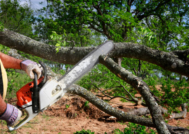 Tree and Shrub Care in Budd Lake, NJ